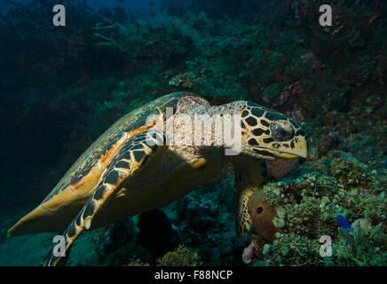 Hawksbill Turtle, Eretmochelys Imbricata, Essen Korallen, Tulamben, Bali, Indonesien Stockfoto