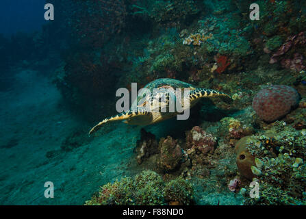 Hawksbill Turtle, Eretmochelys Imbricata, Schwimmen, Tulamben, Bali, Indonesien Stockfoto