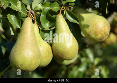 Reife Birnen hängen aus dem Zweig von einem Obstbaum. Birne Concorde, Pyrus communis Stockfoto