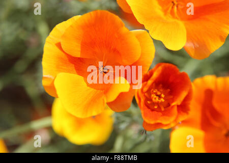 Kalifornischer Mohn (Eschscholzia Californica) Orange Blüten mit roten Adern Stockfoto