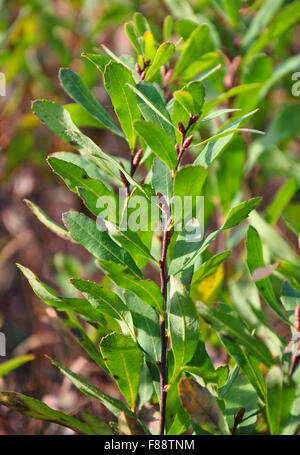 Moor-Myrte (Myrica Gale) Stockfoto