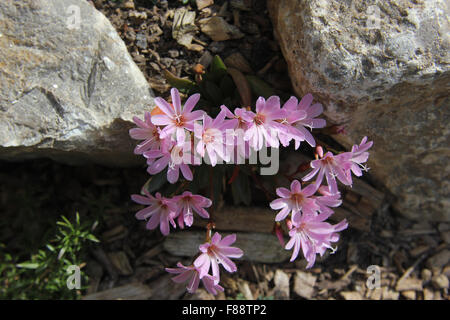 Lewisia (Lewisia Cotyledon) im Steingarten, blass rosa Blüten von oben Stockfoto