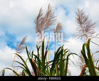 Zuckerrohr in Blüte reif für die Ernte Stockfoto