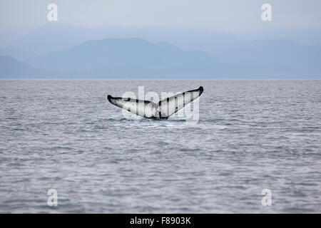 Buckelwale Tauchen in Alaska mit Schweif Stockfoto