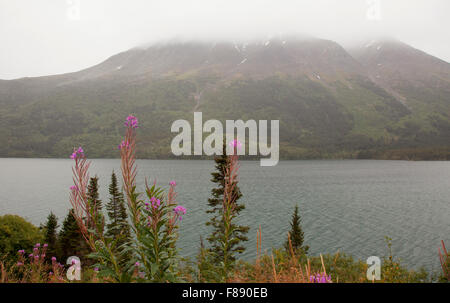 blühende Weidenröschen im Yukon gegen Berge Stockfoto