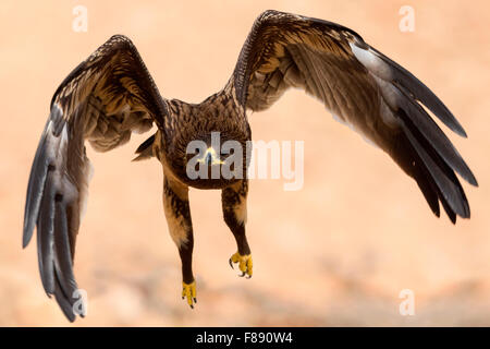 Größere Spotted Eagle, Jugendkriminalität im Flug, Salalah, Dhofar, Oman (Clanga Clanga) Stockfoto