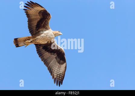 Habichtsadler, Erwachsene im Flug, Tawi Atayr, Dhofar, Oman (Aquila Fasciata) Stockfoto