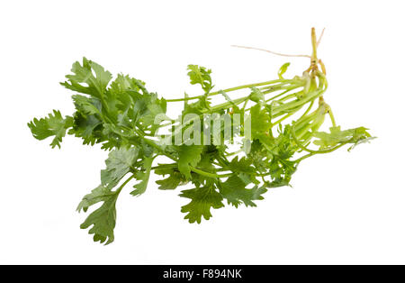 Einige frische Koriander Zweige isoliert Stockfoto