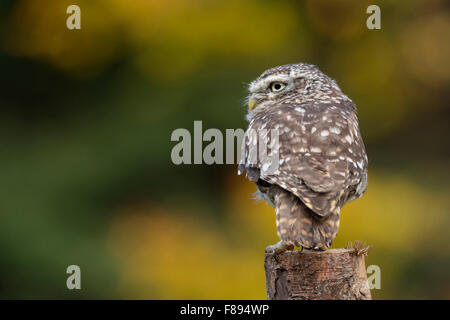 Minervas Eulen / kleine Eulen / Steinkauz ( Athene noctua ) im Herbst, sitzt auf einem freiliegenden Baumstumpf, zeigt seinen Rücken, schaut um, Tiere, Europa. Stockfoto