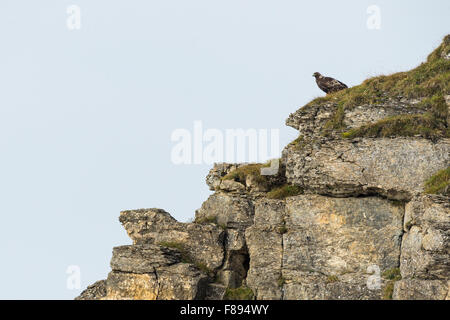 Golden Eagle / Steinadler (Aquila Chrysaetos) sitzt hoch oben auf einem Bergrücken in natürlicher Umgebung, typisches Verhalten. Stockfoto