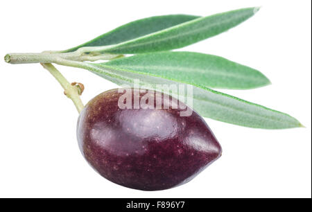 Eine Olive Beere mit Blättern auf einem weißen Hintergrund. Datei enthält Beschneidungspfade. Stockfoto