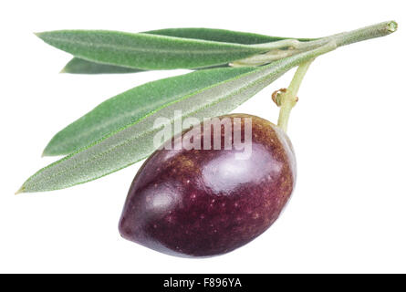 Eine Olive Beere mit Blättern auf einem weißen Hintergrund. Datei enthält Beschneidungspfade. Stockfoto