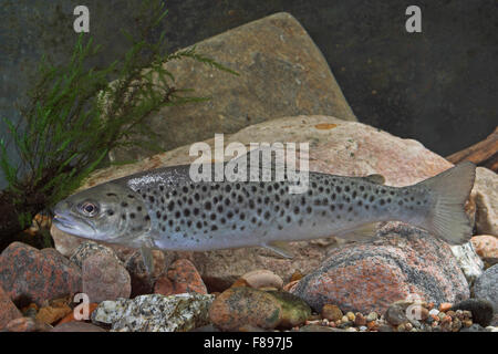 Seeforelle, See-Forelle, Seeforelle, Blauforelle, Maiforelle sehen - Forelle, Salmo Trutta Lacustris, Touladi Stockfoto