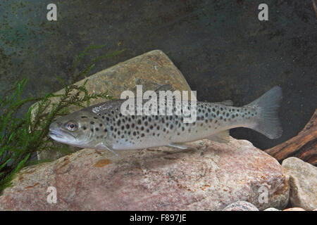 Seeforelle, See-Forelle, Seeforelle, Blauforelle, Maiforelle sehen - Forelle, Salmo Trutta Lacustris, Touladi Stockfoto