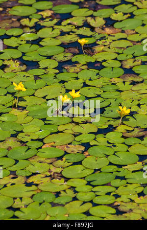 Wasser, Fringe, gelbe schwimmende Herzen, Gewöhnliche Seekanne, Europäische Seekanne, Nymphoides Peltata, Schwimmblattpflanze Stockfoto