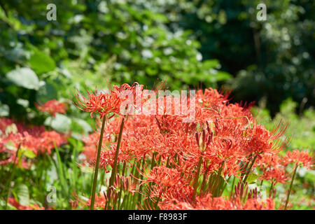 Nahaufnahme von Lycoris Radiata. Es auch bekannt als rote Spinne Lilie, rote magische Lilie oder Cluster-Amaryllis. Stockfoto