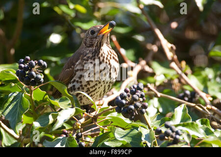 Lied überrannt, Ivy, Obst, Singdrossel, Sing-Drossel, Drossel, Turdus Philomelos, Frisst Reife Efeufrüchte, Soor Musicienne Stockfoto