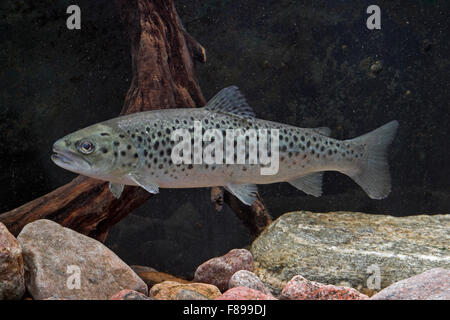 Seeforelle, See-Forelle, Seeforelle, Blauforelle, Maiforelle sehen - Forelle, Salmo Trutta Lacustris, Touladi Stockfoto