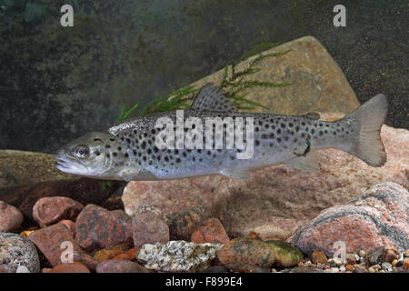 Seeforelle, See-Forelle, Seeforelle, Blauforelle, Maiforelle sehen - Forelle, Salmo Trutta Lacustris, Touladi Stockfoto