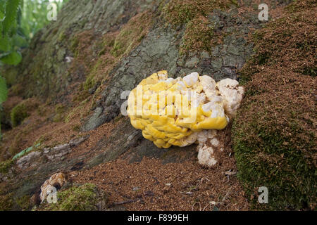 Krabben-of-the-Woods, Schwefel Polypore, Huhn, der Wald, Schwefel-Porling, Schwefelporling Laetiporus sulphureus Stockfoto