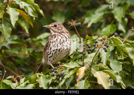 Lied überrannt, Ivy, Obst, Singdrossel, Sing-Drossel, Drossel, Turdus Philomelos, Frisst Reife Efeufrüchte, Soor Musicienne Stockfoto