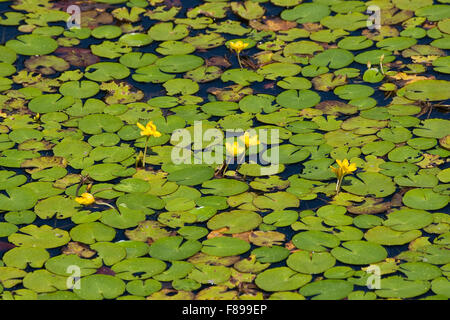 Wasser, Fringe, gelbe schwimmende Herzen, Gewöhnliche Seekanne, Europäische Seekanne, Nymphoides Peltata, Schwimmblattpflanze Stockfoto