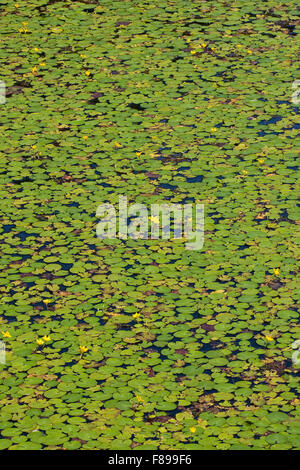 Wasser, Fringe, gelbe schwimmende Herzen, Gewöhnliche Seekanne, Europäische Seekanne, Nymphoides Peltata, Schwimmblattpflanze Stockfoto