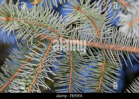 Sitka-Fichte, Sitka-Fichte, Sitkafichte, Picea Sitchensis, L' Epinette de Sitka, Épicéa de Sitka Stockfoto