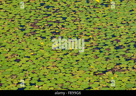 Wasser, Fringe, gelbe schwimmende Herzen, Gewöhnliche Seekanne, Europäische Seekanne, Nymphoides Peltata, Schwimmblattpflanze Stockfoto