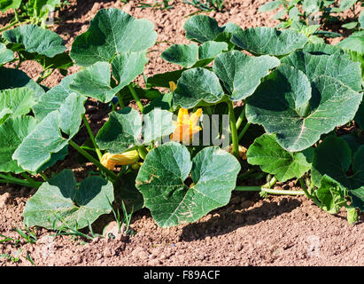 Zucchini-Werk in Feld Stockfoto
