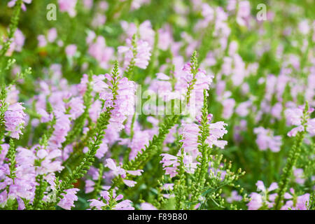 Nahaufnahme der Physostegia Virginiana Blüten. Es wird auch als gehorsame Pflanze, Gehorsam oder falsche Drachenkopf genannt. Stockfoto