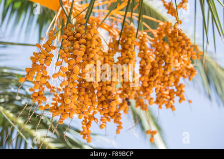 Datum Früchte auf dem Baum. Close-up. Stockfoto