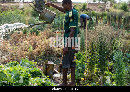 Chipata, Sambia Kleinbauern bewässert Gemüse Bauernhof mit Wasser aus Brunnen im Dorf Lupande Stockfoto
