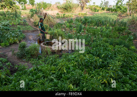 Chipata, Sambia Kleinbauern bewässert Gemüse Bauernhof mit Wasser aus Brunnen im Dorf Lupande Stockfoto