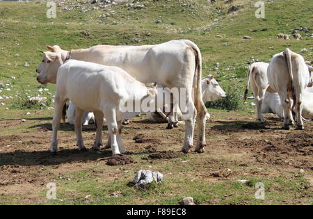 Kuh eine Kalb in eine Herde Kühe Spanferkel Stockfoto