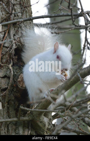 Albino Eichhörnchen in Hastings, East Sussex, UK gesichtet. 7. Dezember 2015 Stockfoto