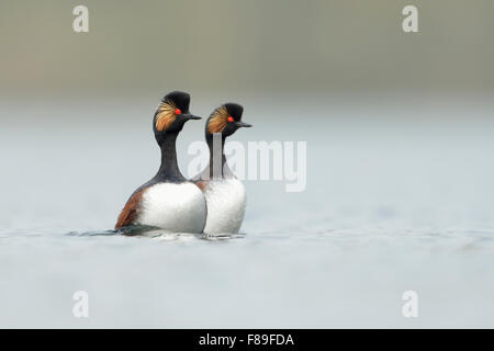 Schwarzhals-Haubentaucher / Eared Haubentaucher (Podiceps Nigricollis) und gleichzeitig tanzen, Balzverhalten, Paarung Display. Stockfoto