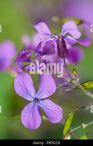 Einjähriges Silberblatt (Lunaria Annua) in Blüte Stockfoto