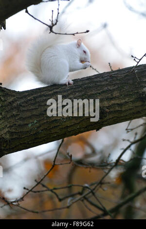 Albino Eichhörnchen in Hastings, East Sussex, UK gesichtet. 7. Dezember 2015 Stockfoto