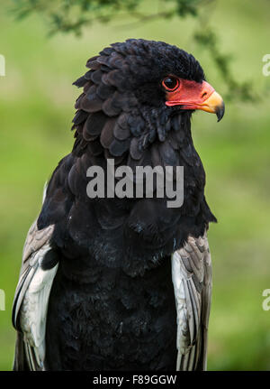 Porträt von Bateleur Adler (Terathopius Ecaudatus) in Afrika und Arabien hautnah Stockfoto