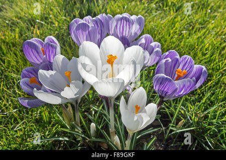 Weiße und Violette Krokusse / Croci (Crocuc SP.) blühen im Garten im Frühjahr Stockfoto