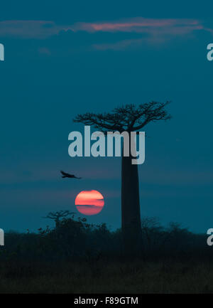 Sonnenaufgang über Allee der Baobabs, Madagaskar Stockfoto