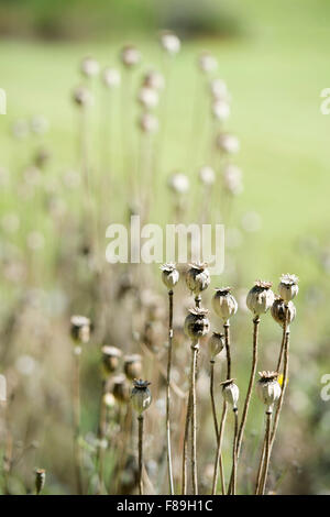 Spätsommer Mohn (Papaver Somniferum oder das Opium Poppy) formiert Samenköpfe UK Stockfoto