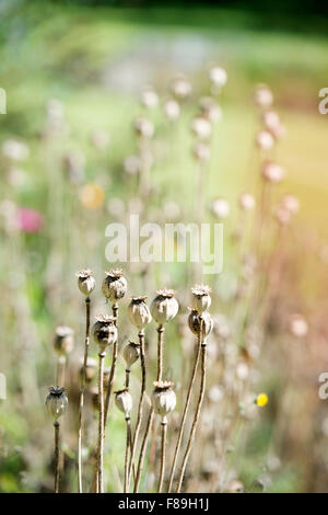 Spätsommer Mohn (Papaver Somniferum oder das Opium Poppy) formiert Samenköpfe UK Stockfoto