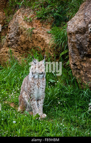 Eurasischer Luchs (Lynx Lynx) sitzen am Ende einer Felswand Cabarceno Park, Kantabrien, Spanien Stockfoto