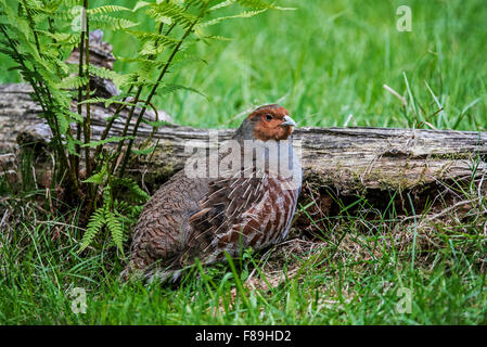 Grey Partridge / englische Rebhuhn / Hun (Perdix Perdix) vor der gefallenen Baumstamm Stockfoto