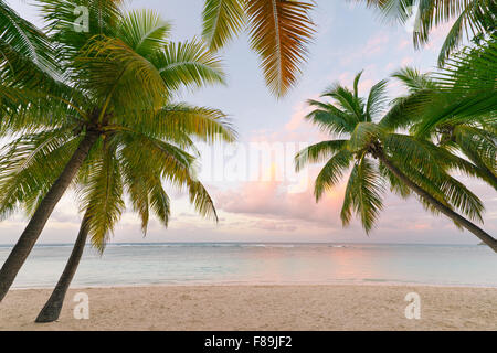 Palmen und Strand, Guadeloupe Stockfoto