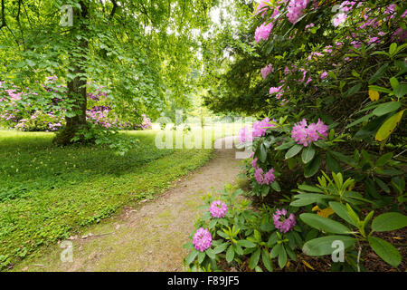 Rhododen in Augsburg Westliche Wälder Naturpark, Bayern, Deutschland Stockfoto