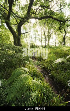 Mystischen Wald, Schottland, Europa Stockfoto