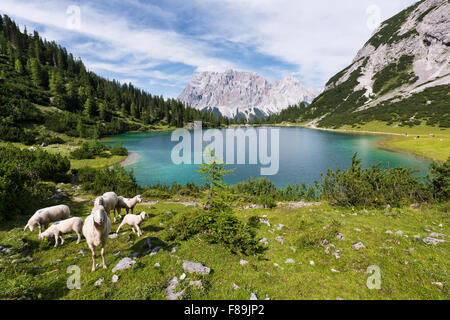 Seebensee mit Zugspitze, Alpen, Österreich, Europa Stockfoto